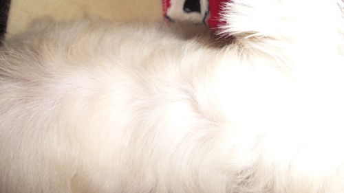 Rejuvenates k9's Skin
