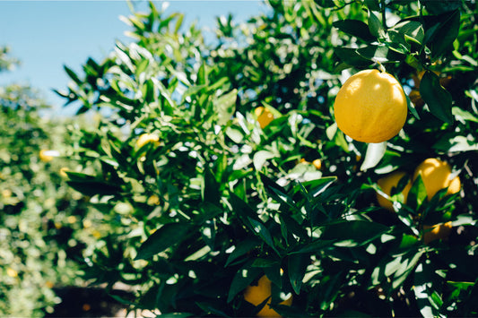 Lemon Butter