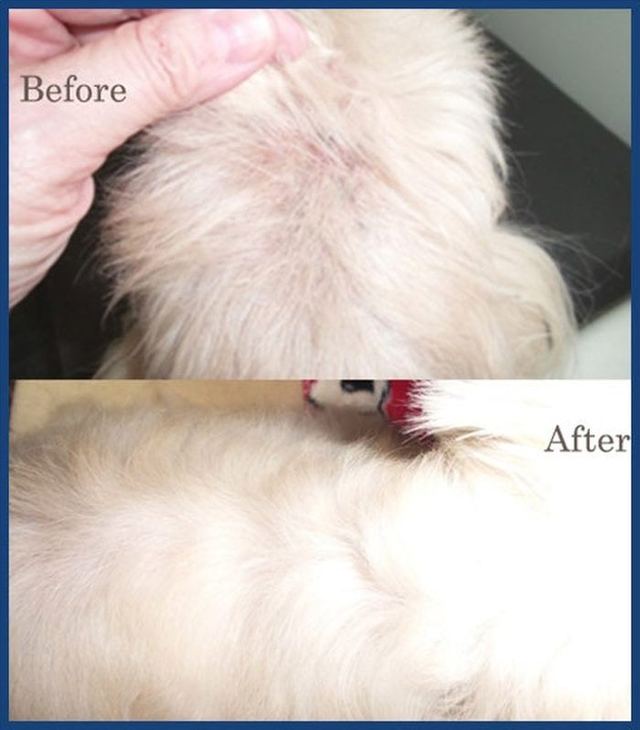 Before and after: a white dog’s belly and underside