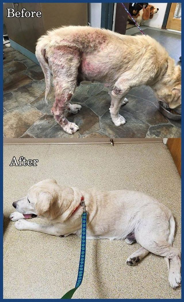 Before and after: full body, coat and skin