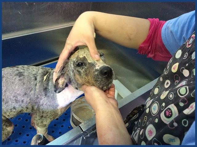 A groomer working Madra Mor mud into a dog’s coat