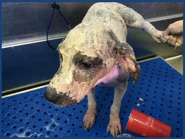 A dog fully covered in Madra Mor mud before rinsing