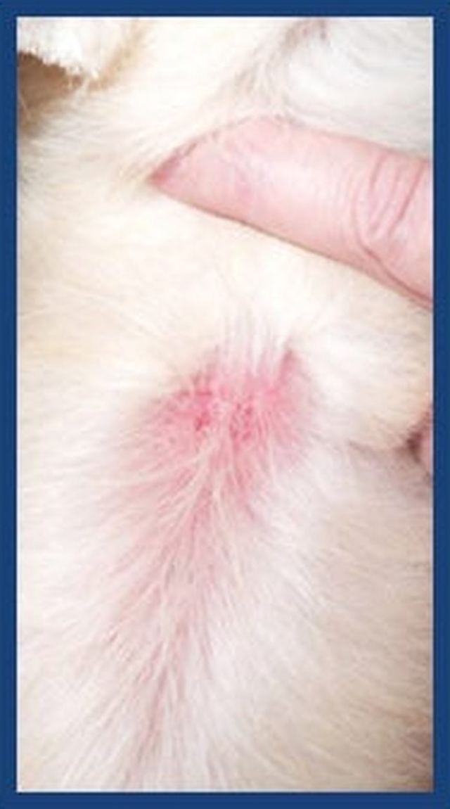 Close-up of a dog’s skin after treatment