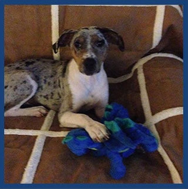 A dog resting comfortably after a treatment