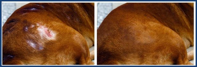 Before and after: a hot spot on a short-coated dog