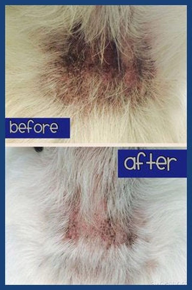 Before and after: irritated skin, labelled by the groomer