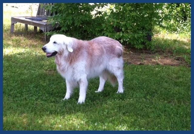 A dog outdoors with a finished coat