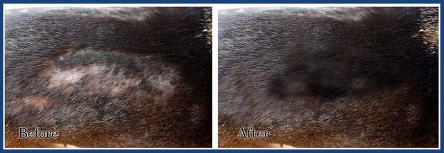 Before and after: a dark-coated dog